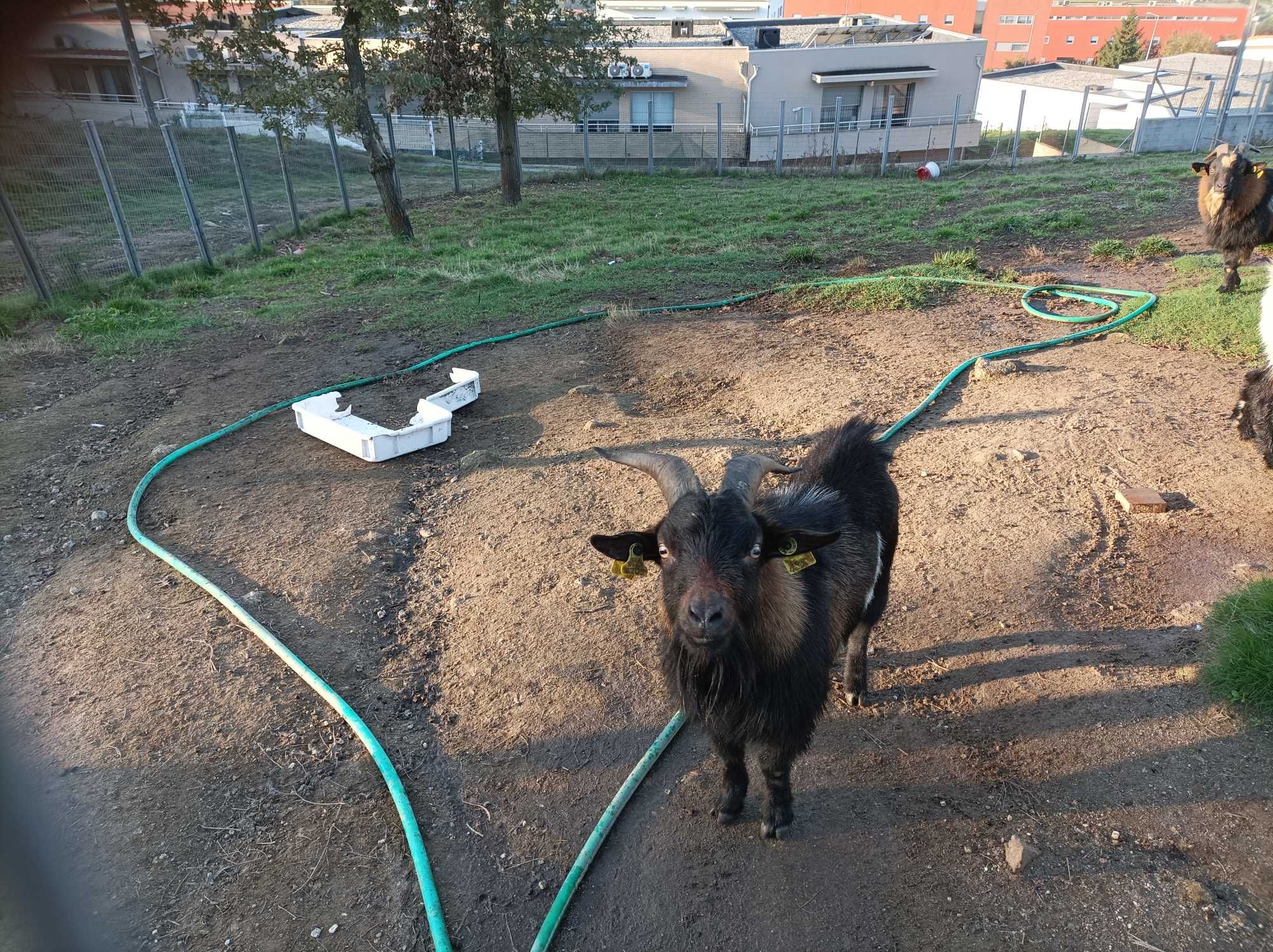 Cabras anãs macho