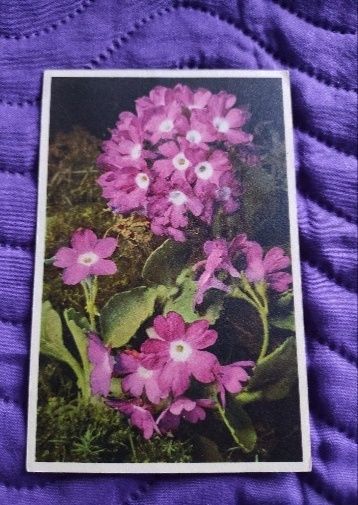 Pocztówki 1945 rok i 1964 kolekcja stare kwiaty dziecko francja