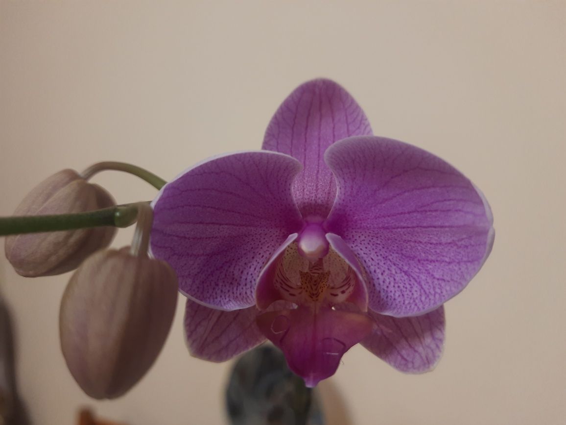 Орхидея с цветоносом