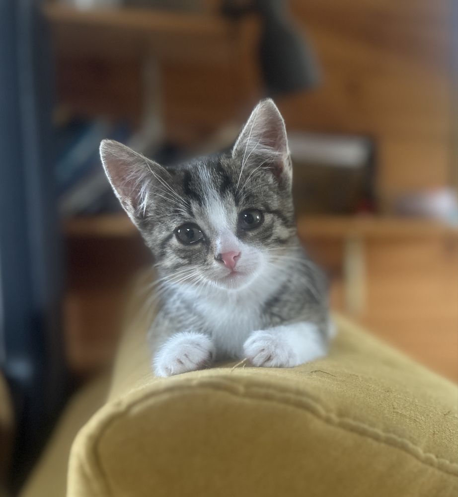 Koty z serca Kaszub polecają się do adopcji!