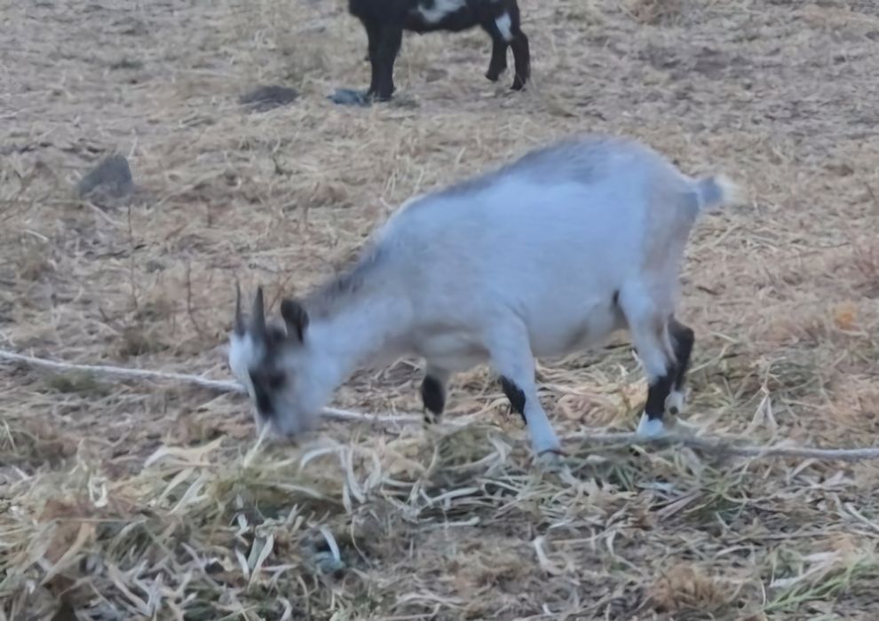 Casal de cabras anãs ( fêmea prenha)