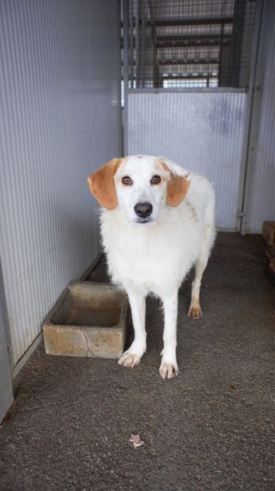 Ani cadela porte medio grande um docinho