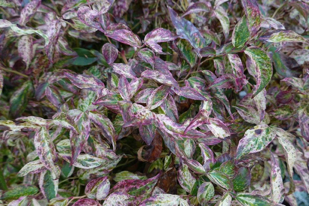 Kiścień wawrzynowy 'Makijaż' DUŻY doniczka 5.0L (Leucothoe)