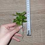 Wysyłam! Sadzonka Lobelia Caridinalis Mini 1 SZT. Dostępne więcej