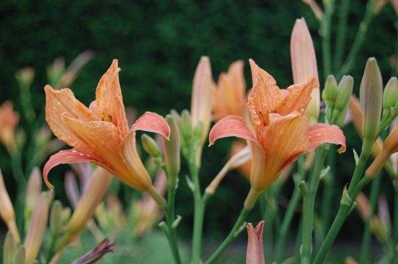 Liliowiec Rdzawy - Hemerocallis Fulva