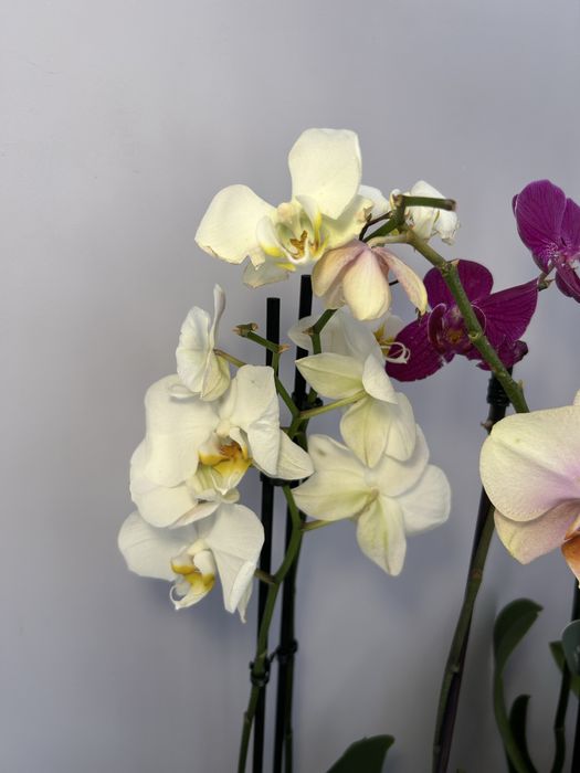 Орхидея отцветашка