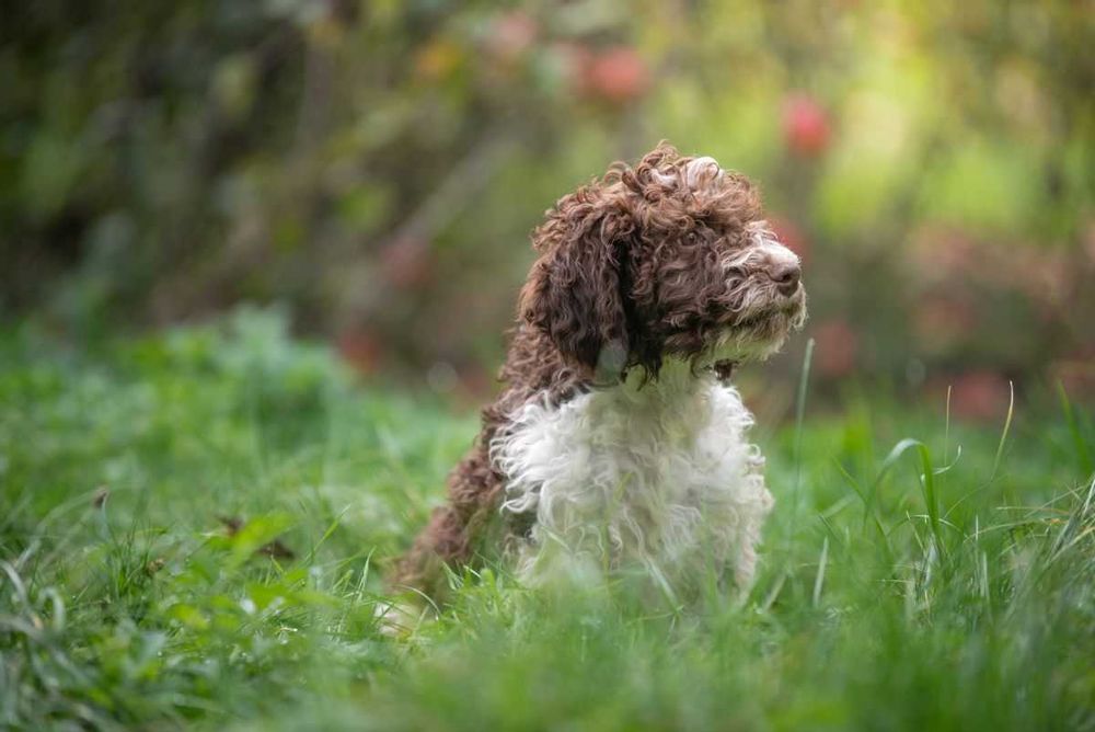 Lagotto Romagnolo - bystry chłopiec ZKwP FCI