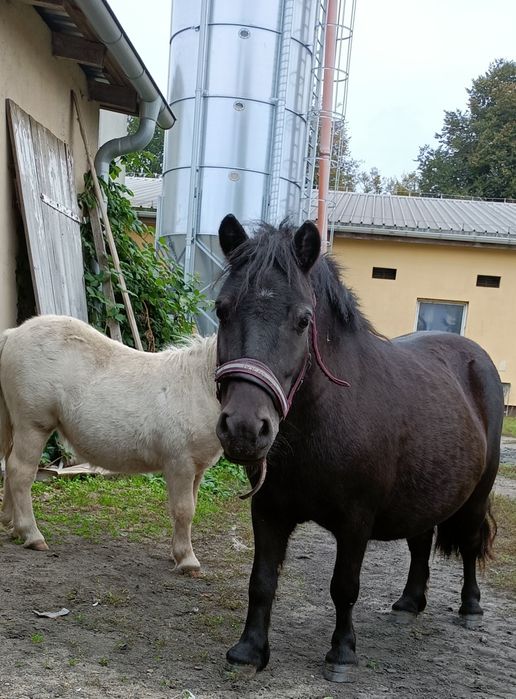 Konie ,kucyki,kucyk,kuc