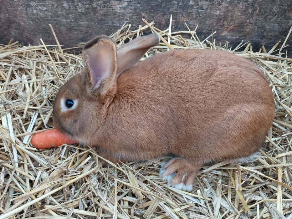 Młode Samice-królik