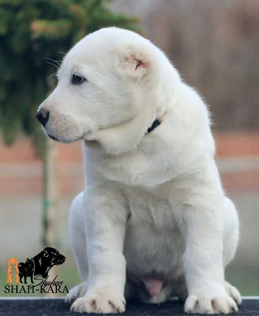 Білий кобель САВ
