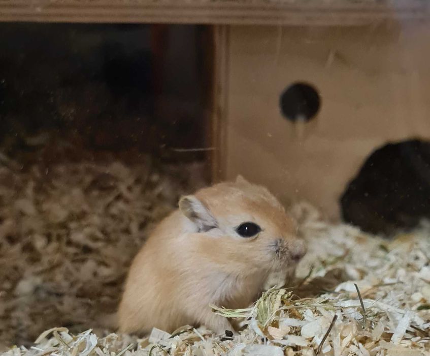 Myszoskoczki oddam