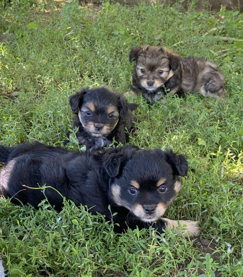 3 дівчинки шукають собі родину (цуцики)