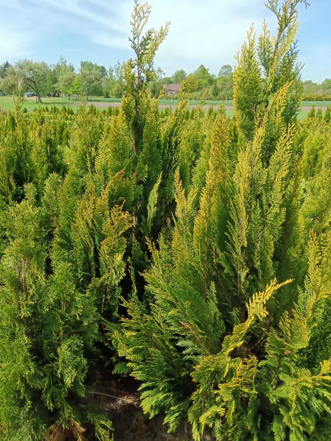Cyprys verigatum