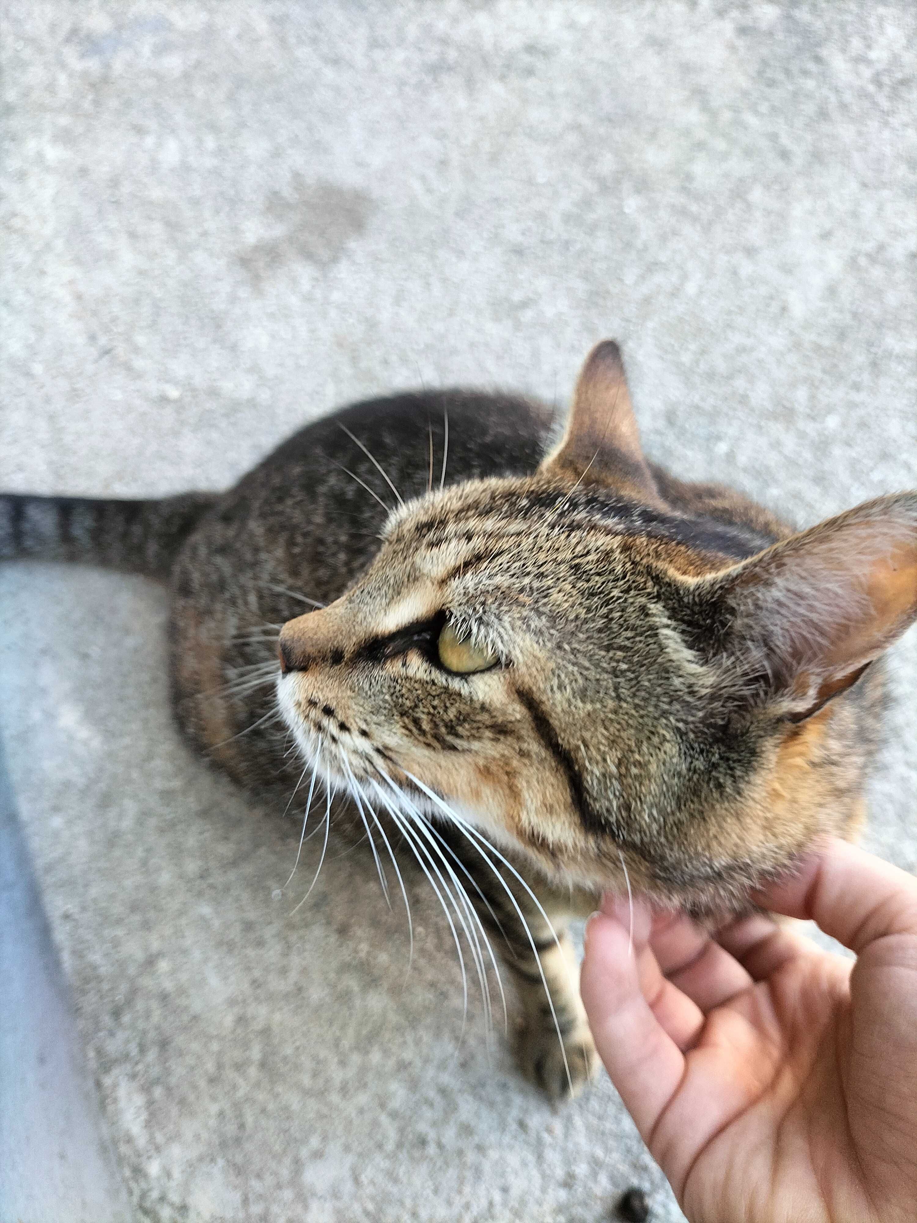 Gatinha grávida para adoção responsável