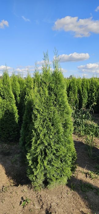 Tuja szmaragd likwidacja szkółki