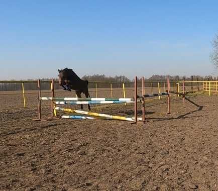 Sprzedam Klacz kuc 140 cm Transport Gratis