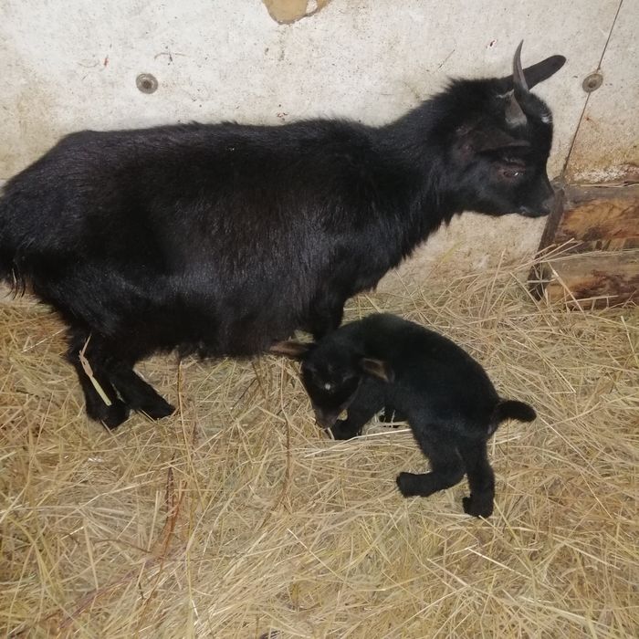 Kózki miniaturki dla dzieci do ogrodów., do skubania trawy.