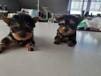 York Terrier miniaturka XS piesek odbiór koniec sierpnia PASZPORT!!!