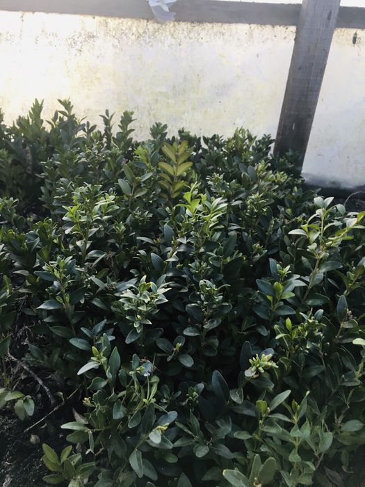 Вічно зелений самшит, та яловець