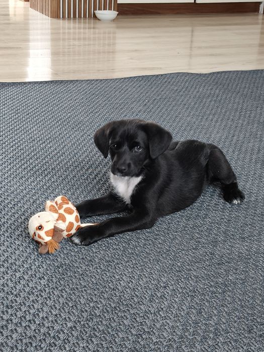 Oddam psa kundelek suczka.