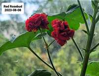 Пеларгонія Red Rosebud винно-червона, розебудна