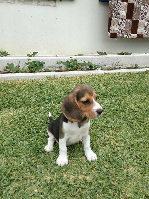 Beagle tricolor cachorro