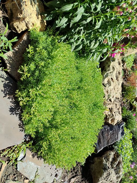 Очиток м'ясистий, біла лілія, м'ята смак жуйки Wriggle's