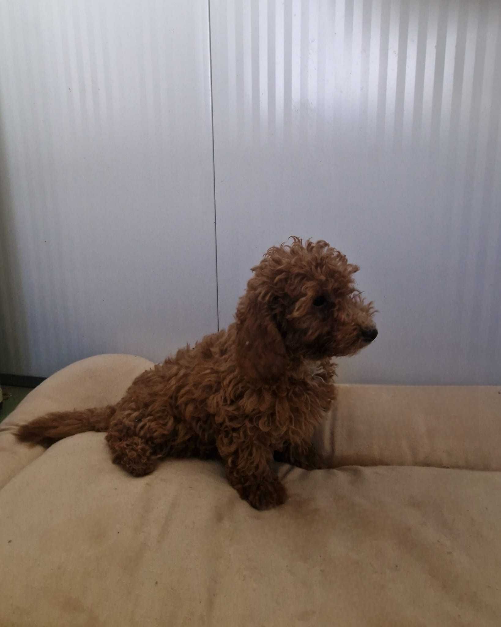 Caniche Toy Vermelho