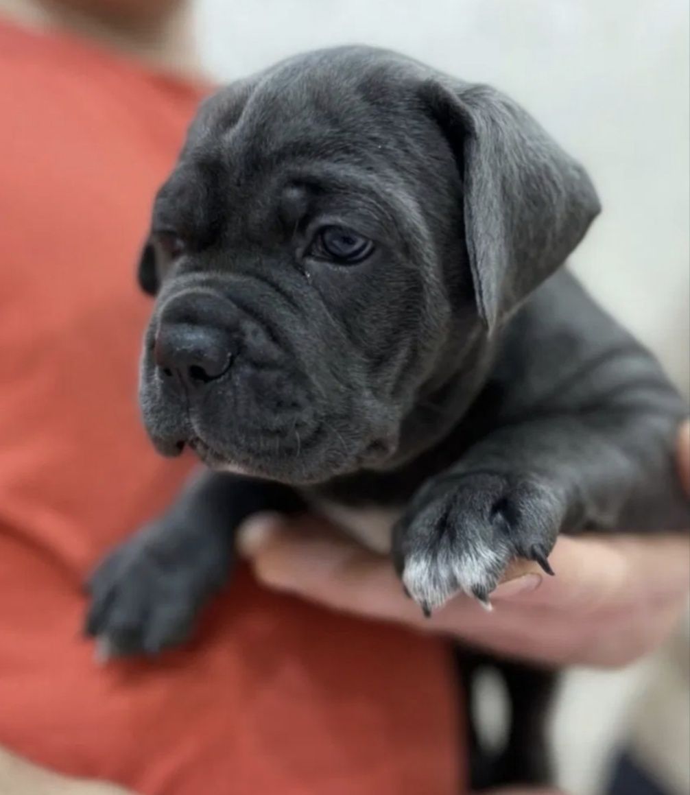 Cane Corso Mocny Pies