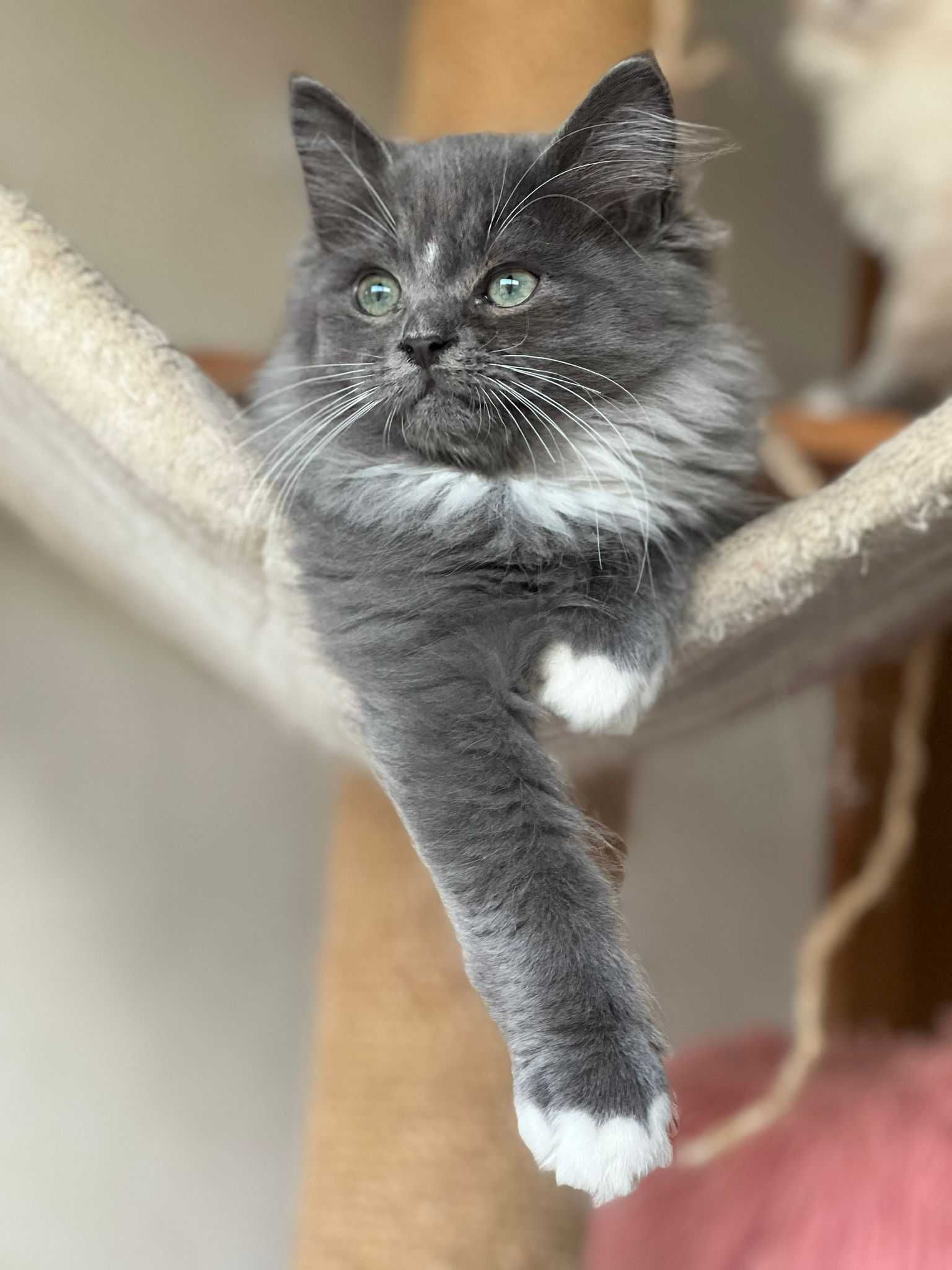 Gatinho Siberiano Macho - Hypoalergénico - Raro em Portugal