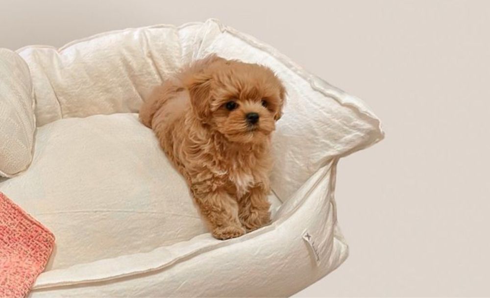 Мальтіпу для вас лагідні і здорові цуценята