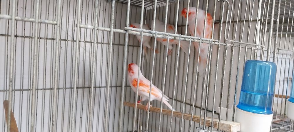 Canários vermelhos mosaico lote