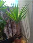 Yucca 1,65m com 1 pé