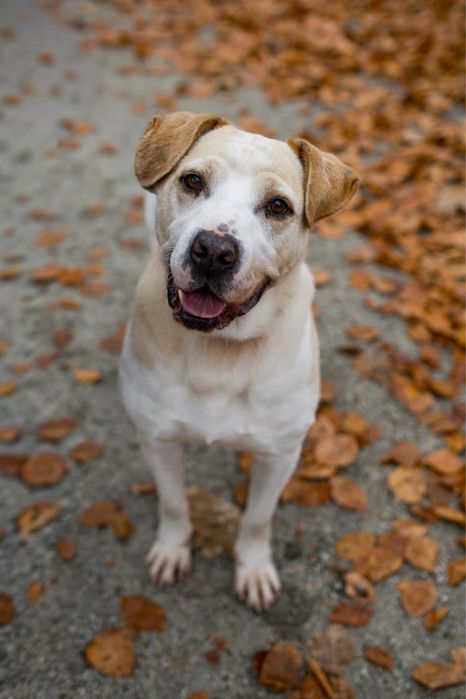 Gucio - biszkoptowy pies do adopcji