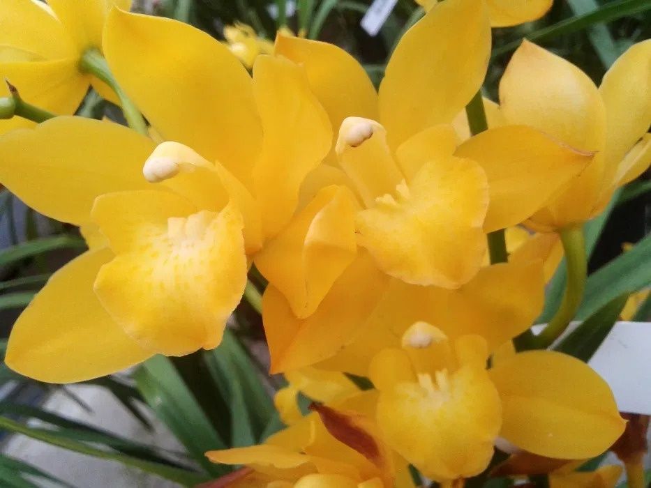 Orquídeas de exterior/interior