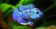Pielęgnica Electric Blue Jack Dempsey MASSON