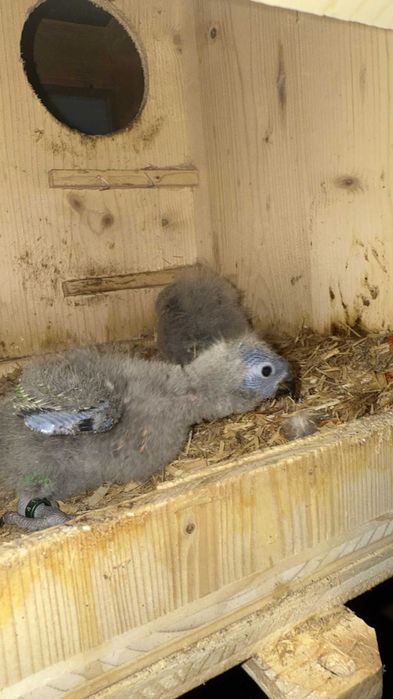 Loris para criar a mão