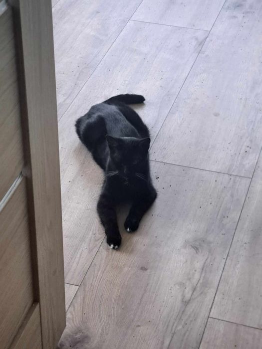 Lękliwa Bunia szuka cierpliwego domu