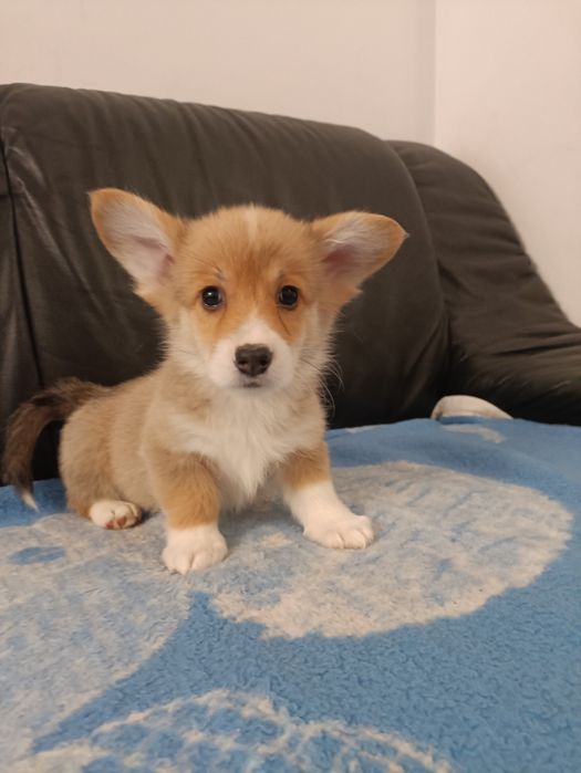 Welsh Corgi Pembroke
