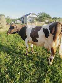 Молочна корова(Терміново)