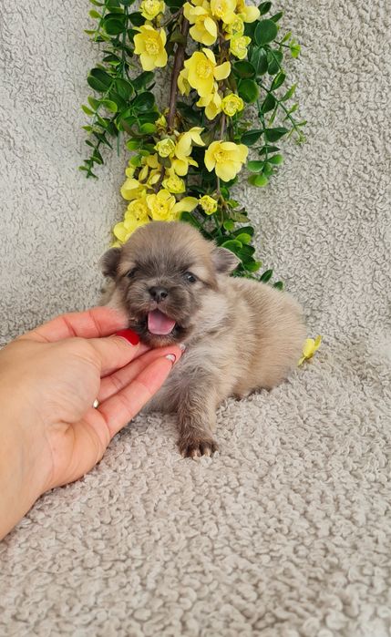 Exuberante Menina Lulu da Pomerânia mini de Qualidade