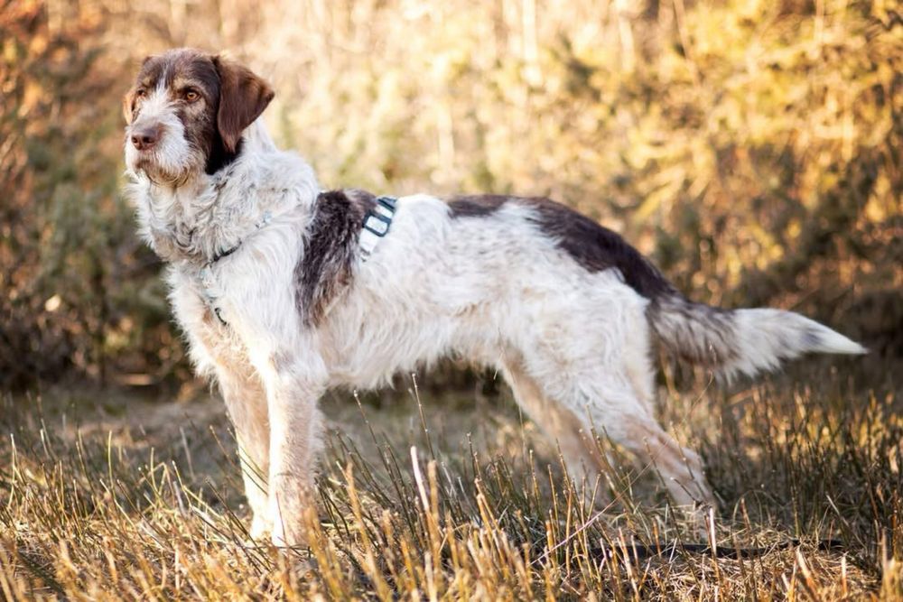 Herman do adopcji w typie wyżła