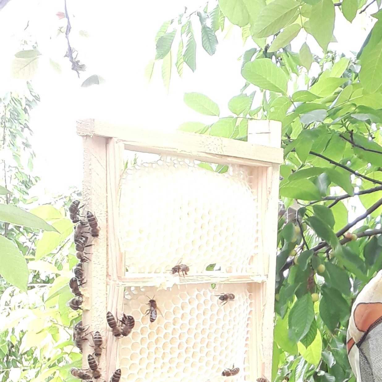 Бджоли Продам пакети ,бджоли , бджолопакети