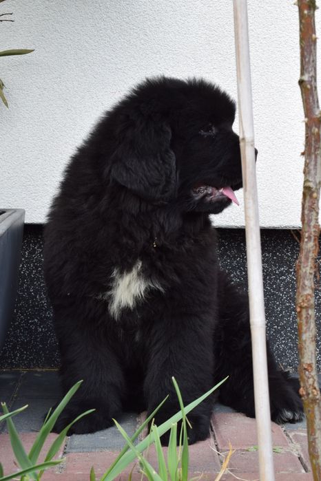 Czarna sunia Nowofundland