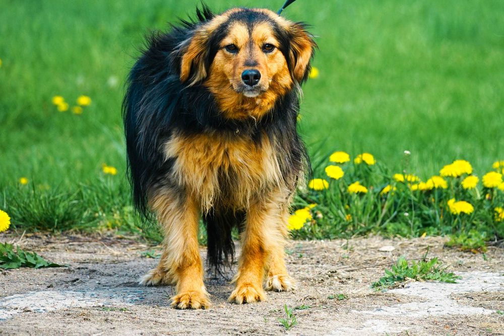 TAGO - piękny psiak o pięknym umaszczeniu