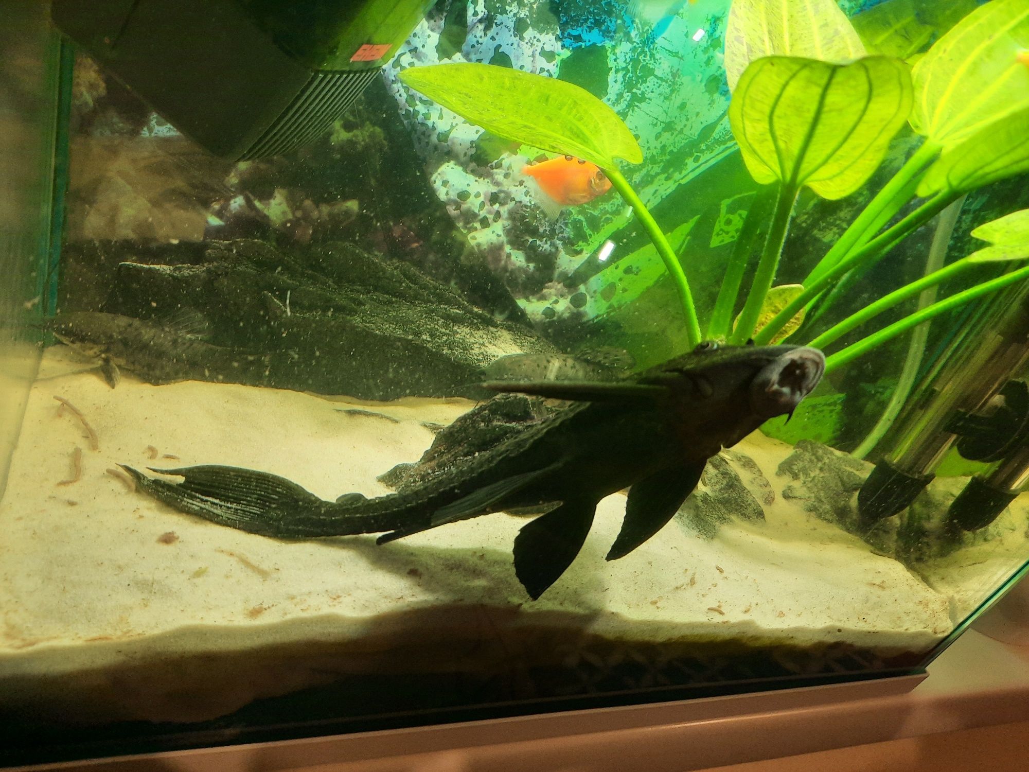 Sprzedam Glonojada około 20cm