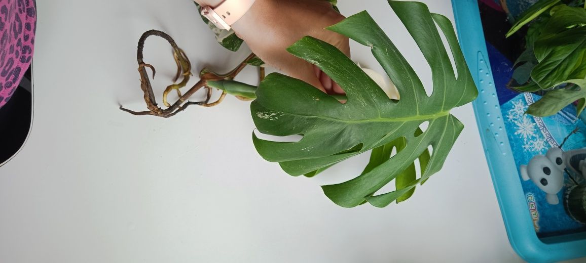 Monstera variegata