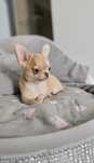 Chihuahua**Śliczny Chłopak **