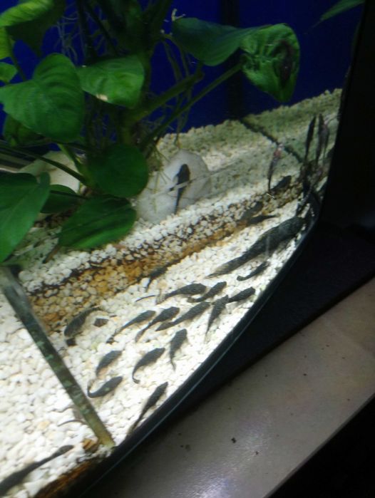 Glonojady zbrojniki niebieskie młode