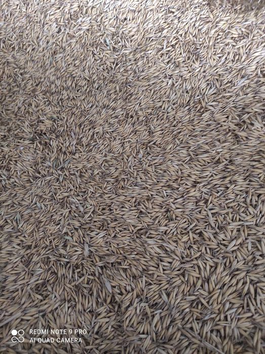 Owies Pablo drugi rok po centrali